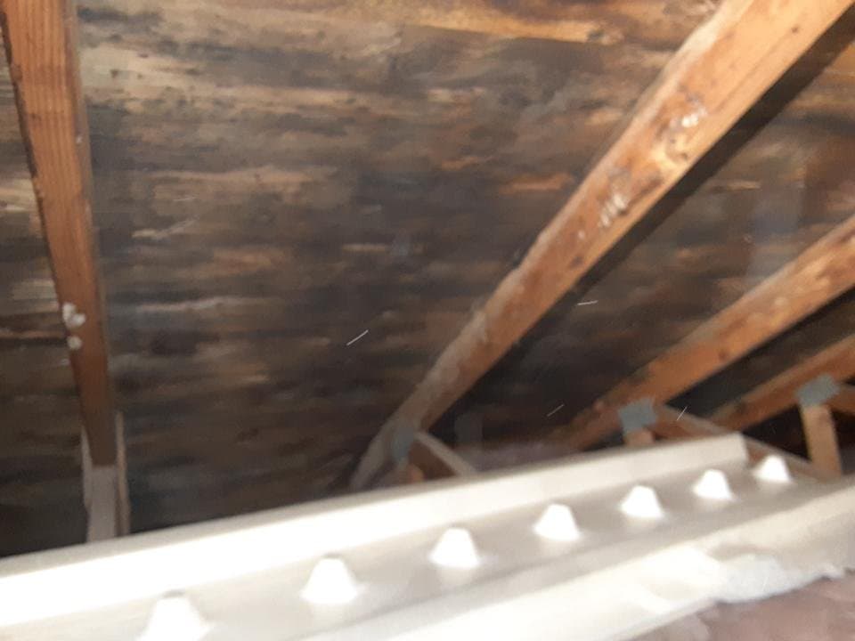 Mold staining across attic decking and rafters before treatment